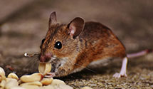 24 Hour & Emergency Exterminators in Wachovia Bank, PA